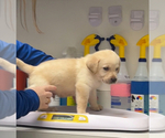 Small #14 Labrador Retriever