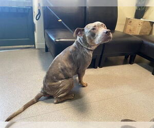 Mutt Dogs for adoption in Pasadena, CA, USA