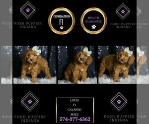Cavapoo Puppy for sale in WARSAW, IN, USA