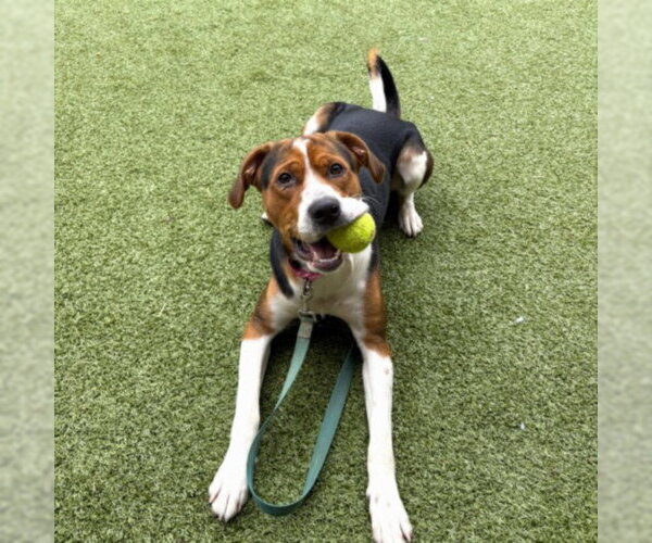 Medium Photo #2 American Foxhound Puppy For Sale in Derwood, MD, USA