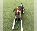 Small #1 American Foxhound