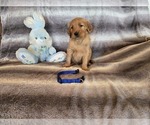 Small #1 Golden Retriever