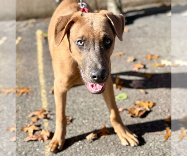 Medium Photo #3 Labrador Retriever-Unknown Mix Puppy For Sale in Canton, CT, USA