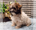 Small Photo #7 Havapoo Puppy For Sale in CAPAC, MI, USA