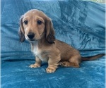 Small #3 Dachshund