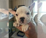 Small #3 French Bulldog