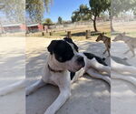 Small #2 American Pit Bull Terrier-Bulldog Mix
