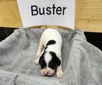Puppy Buster English Setter