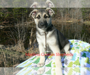 German Shepherd Dog Puppy for sale in PIEDMONT, MO, USA