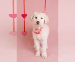 Great Pyrenees-Unknown Mix Dogs for adoption in McKinney, TX, USA