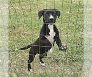 American Staffordshire Terrier-Unknown Mix Dogs for adoption in San Antonio, TX, USA