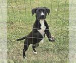 Small American Staffordshire Terrier Mix