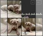 Small Photo #4 Great Dane Puppy For Sale in KANSAS CITY, MO, USA
