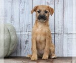 Small Photo #1 Foodle Puppy For Sale in FREDERICKSBG, OH, USA