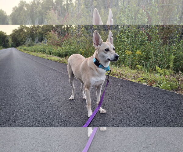 Medium Photo #21 Saluki-Whippet Mix Puppy For Sale in Sebec, ME, USA