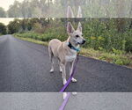 Small #20 Saluki-Whippet Mix
