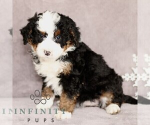 Bernedoodle (Miniature) Puppy for sale in GORDONVILLE, PA, USA