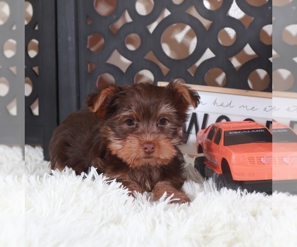 Medium Photo #3 Yorkshire Terrier Puppy For Sale in MOUNT VERNON, OH, USA