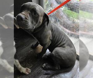 American Pit Bull Terrier-Unknown Mix Dogs for adoption in Houston, TX, USA