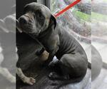 Small American Pit Bull Terrier Mix