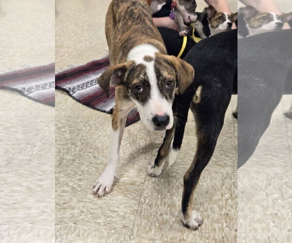 Medium Photo #13 Mutt Puppy For Sale in Minneapolis, MN, USA