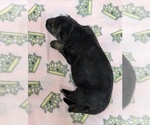 Small #4 German Shepherd Dog
