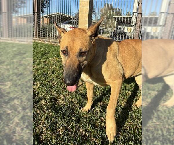 Medium Photo #2 German Shepherd Dog-Unknown Mix Puppy For Sale in Riverside, CA, USA