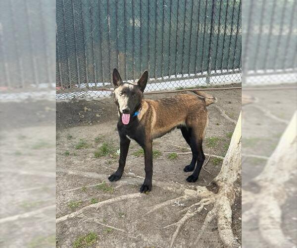 Medium Photo #1 Mutt Puppy For Sale in Riverside, CA, USA