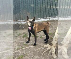 Mutt Dogs for adoption in Riverside, CA, USA