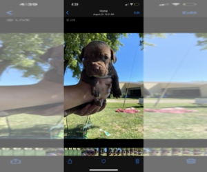 American Pit Bull Terrier Puppy for sale in BETHEL, IL, USA