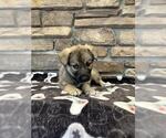 Small German Shepherd Dog