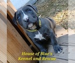 Small #5 American Pit Bull Terrier