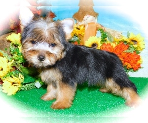 Yorkshire Terrier Puppy for sale in HAMMOND, IN, USA