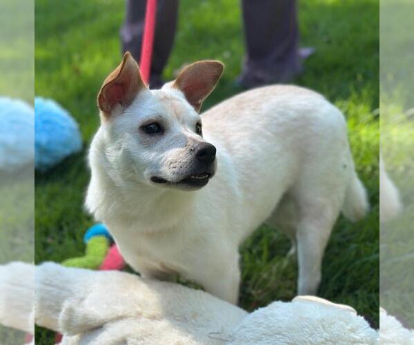 Medium Photo #2 Mutt Puppy For Sale in Yardley, PA, USA