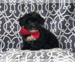 Small Photo #3 Morkie-Poodle (Miniature) Mix Puppy For Sale in LAKELAND, FL, USA
