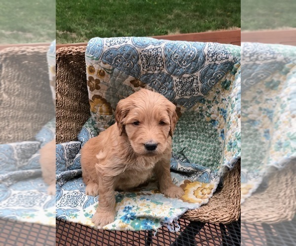 Medium Photo #1 Goldendoodle Puppy For Sale in DAVENPORT, IA, USA