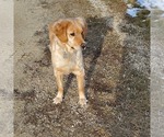 Small #12 Golden Retriever