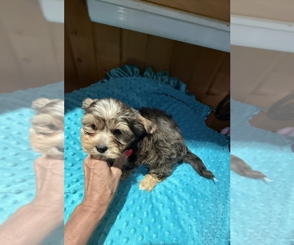 Medium Photo #7 Yorkshire Terrier Puppy For Sale in ALVORD, IA, USA