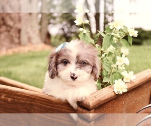 Cavapoo Puppy for sale in WEST SALEM, OH, USA