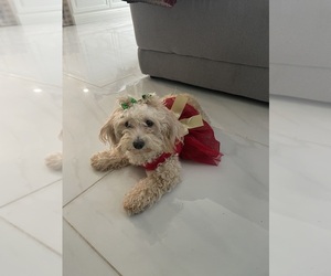 Mother of the Cavapoo (Standard) puppies born on 07/13/2026