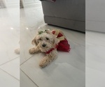 Small Photo #1 Cavapoo (Standard) Puppy For Sale in MIAMI, FL, USA