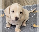 Small Dachshund