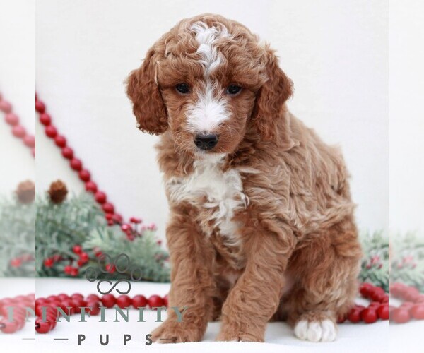 Medium Photo #4 Goldendoodle (Miniature) Puppy For Sale in NARVON, PA, USA