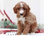 Small #3 Goldendoodle (Miniature)