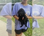 Puppy Shakari Goldendoodle