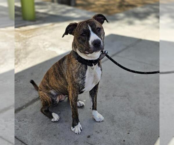 Medium Photo #1 Mutt Puppy For Sale in Las Vegas, NV, USA