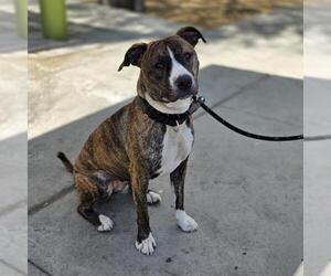 Mutt Dogs for adoption in Las Vegas, NV, USA