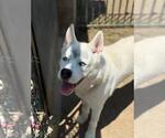 Small Siberian Husky Mix
