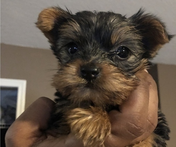 Medium Photo #3 Yorkshire Terrier Puppy For Sale in KISSIMMEE, FL, USA