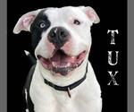 Small #17 American Bulldog